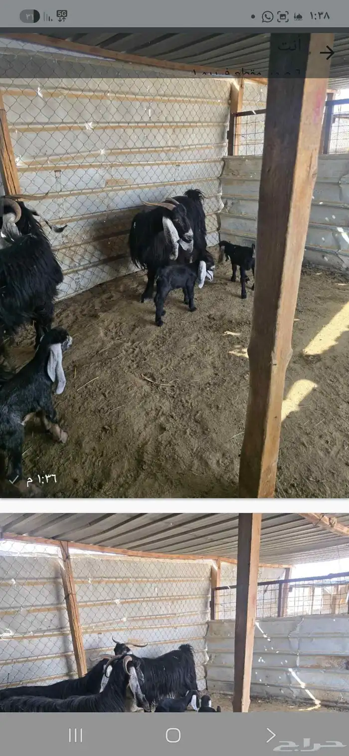 معزا عوارض 3تحتها6 2