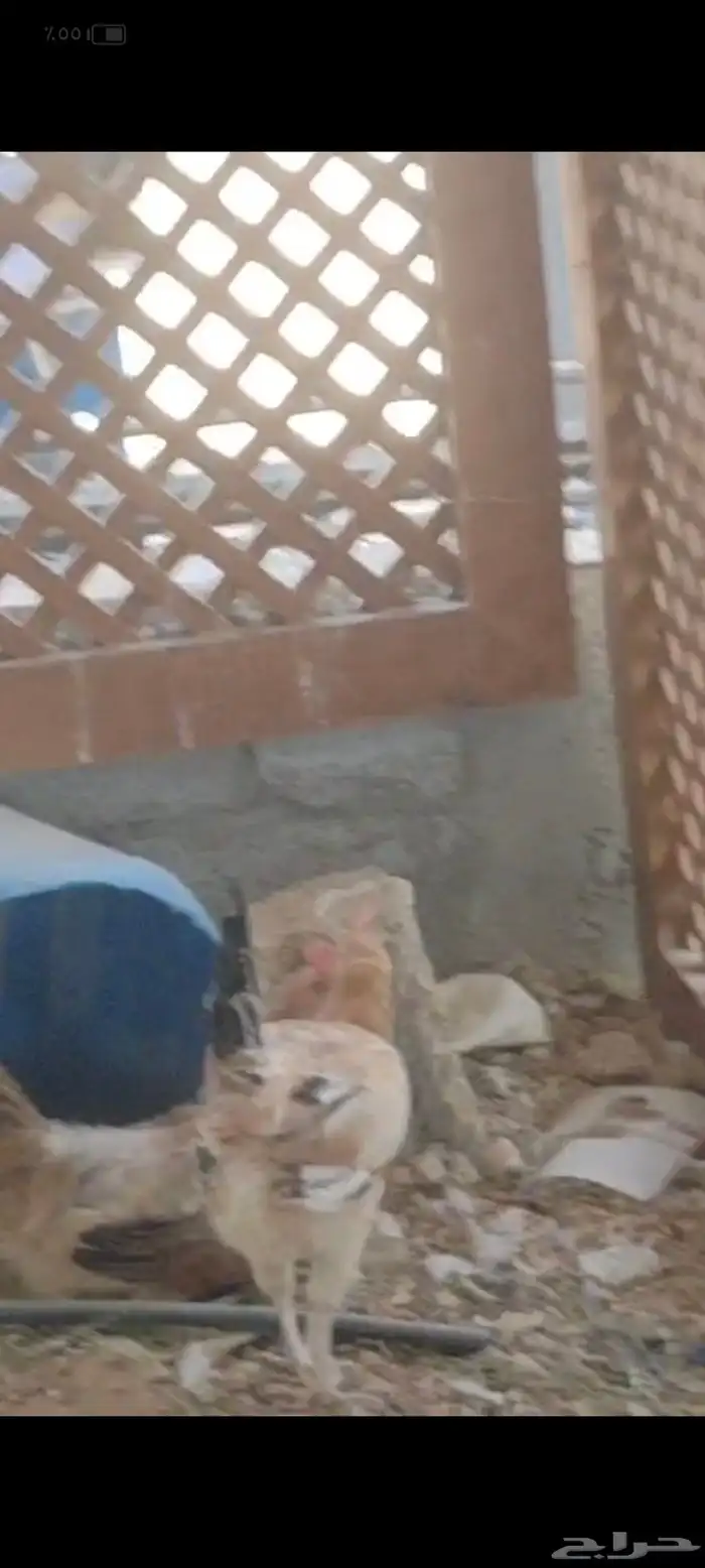 دجاج عمر 8 شهور عدد 25 دجاجه و 5 ديوك 4