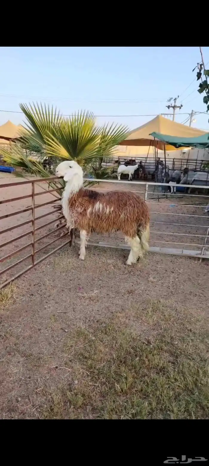 جذع نجدي أحمر فاخر 1