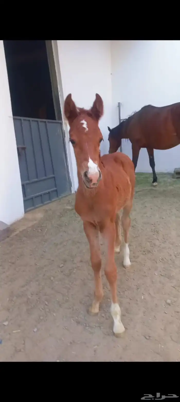 فرس ومهرها ما شاء الله من الخيول الهاديه و الوليفه 2