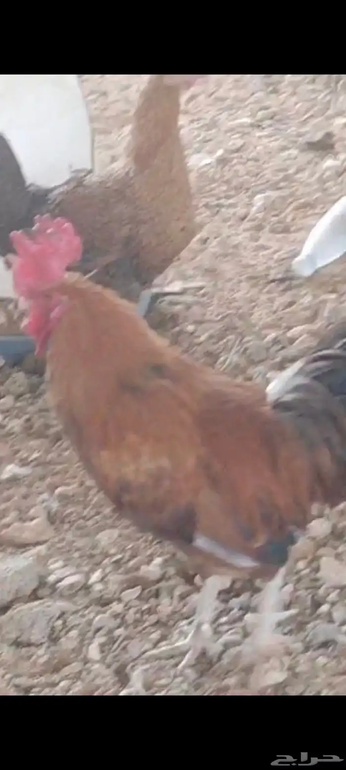 دجاج عمر 8 شهور عدد 25 دجاجه و 5 ديوك 1