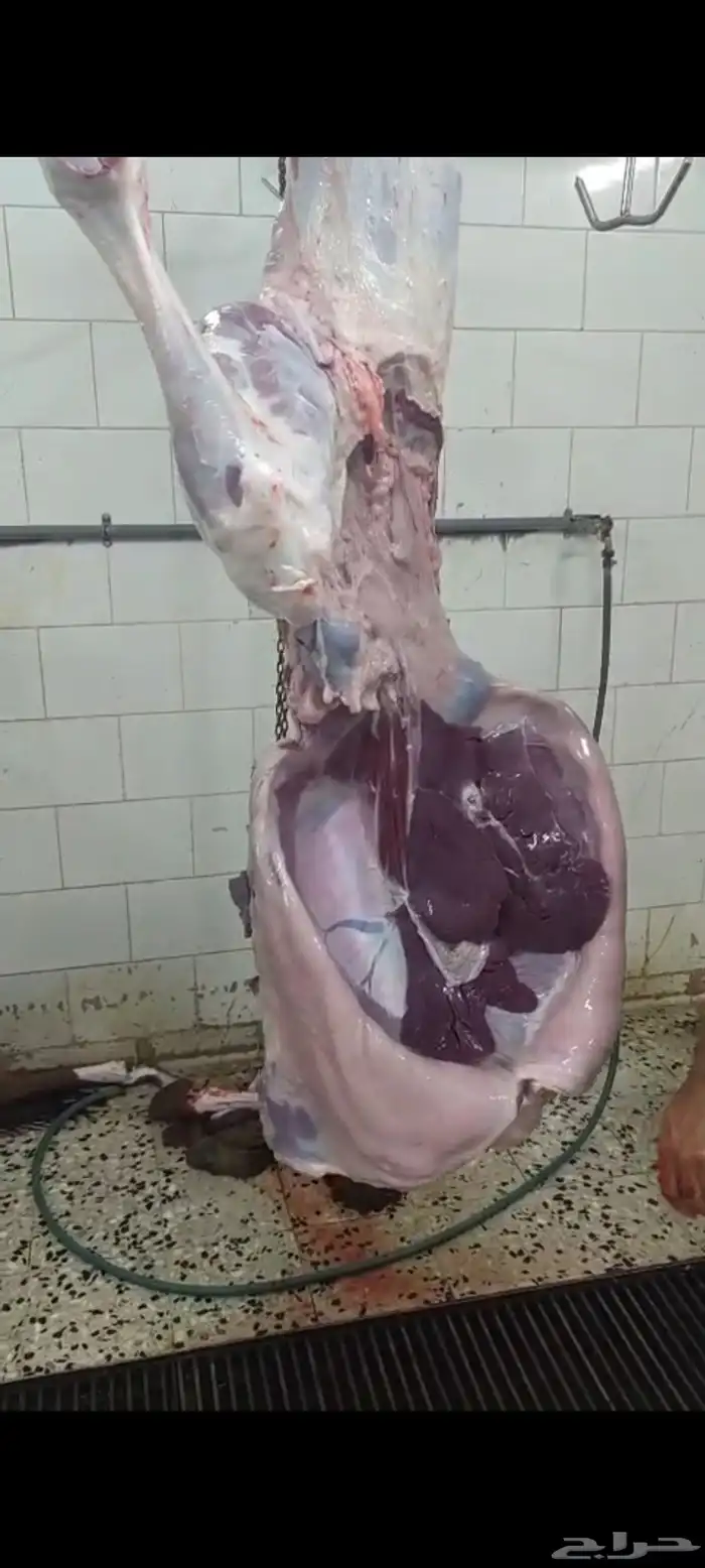 قعود أرباع 1