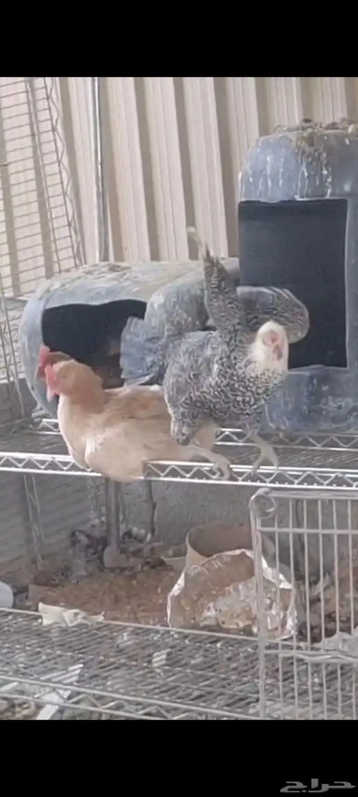 دجاج عمر 8 شهور عدد 25 دجاجه و 5 ديوك 0