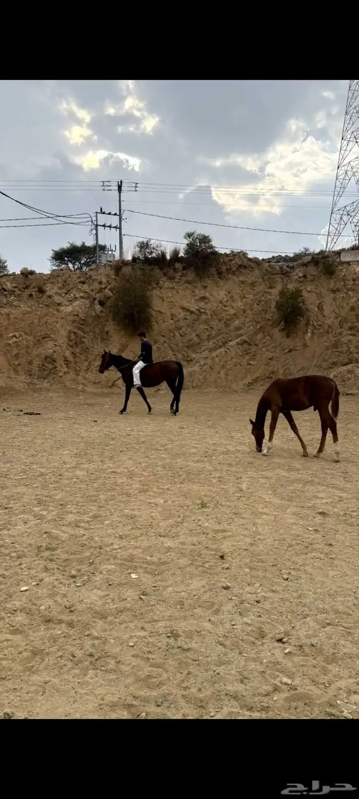 فرس ومهرها ما شاء الله من الخيول الهاديه و الوليفه 4