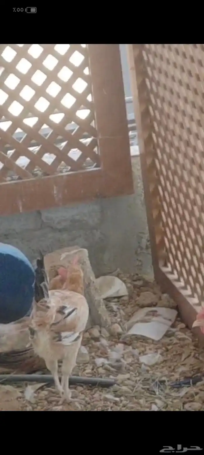 دجاج عمر 8 شهور عدد 25 دجاجه و 5 ديوك 3