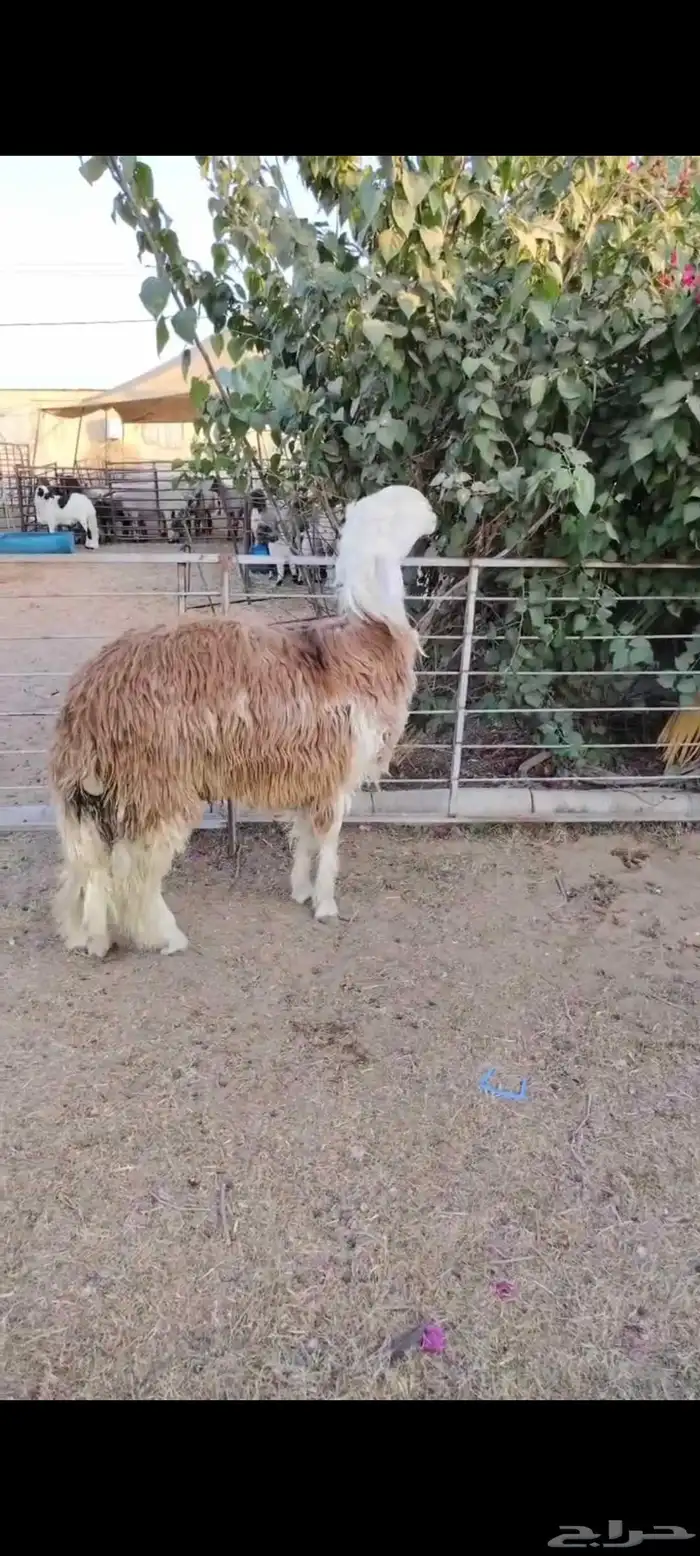 جذع نجدي أحمر فاخر 0