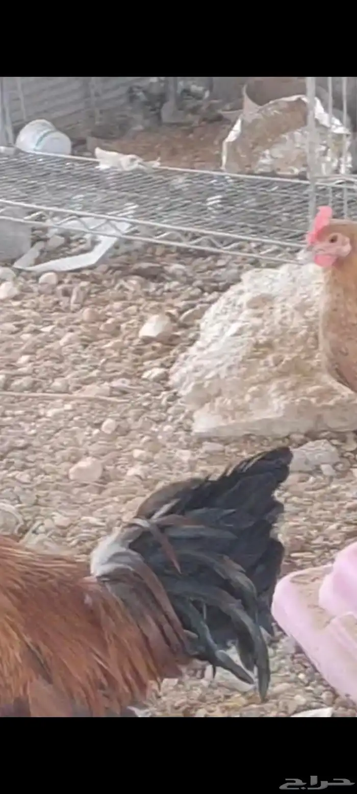 دجاج عمر 8 شهور عدد 25 دجاجه و 5 ديوك 2