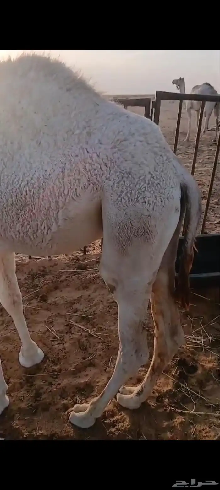 قعود فل شحم 3