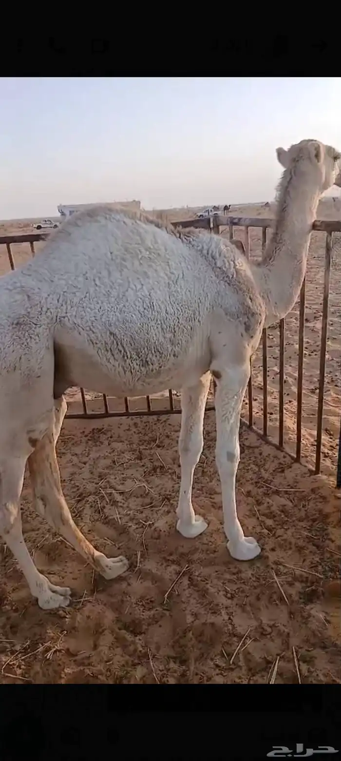 قعود فل شحم 2