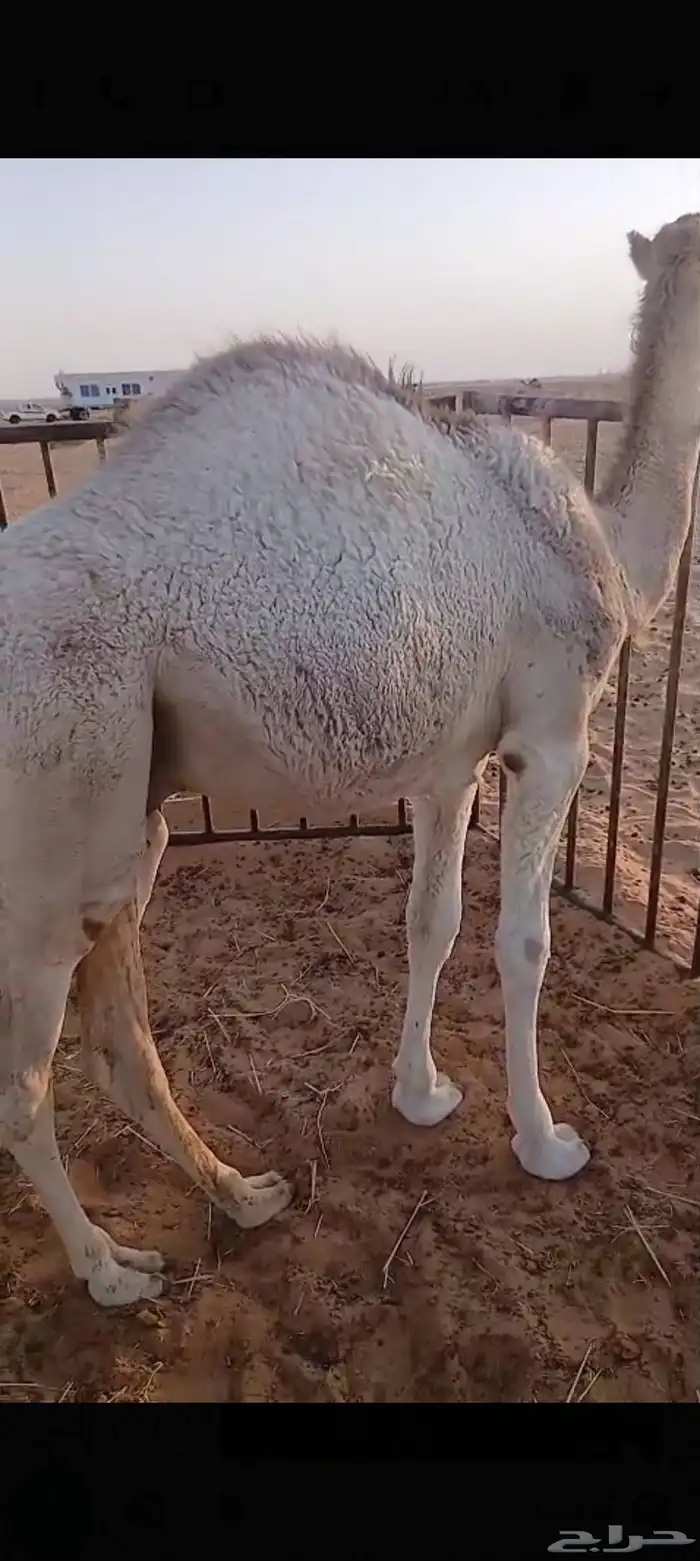 قعود فل شحم 1