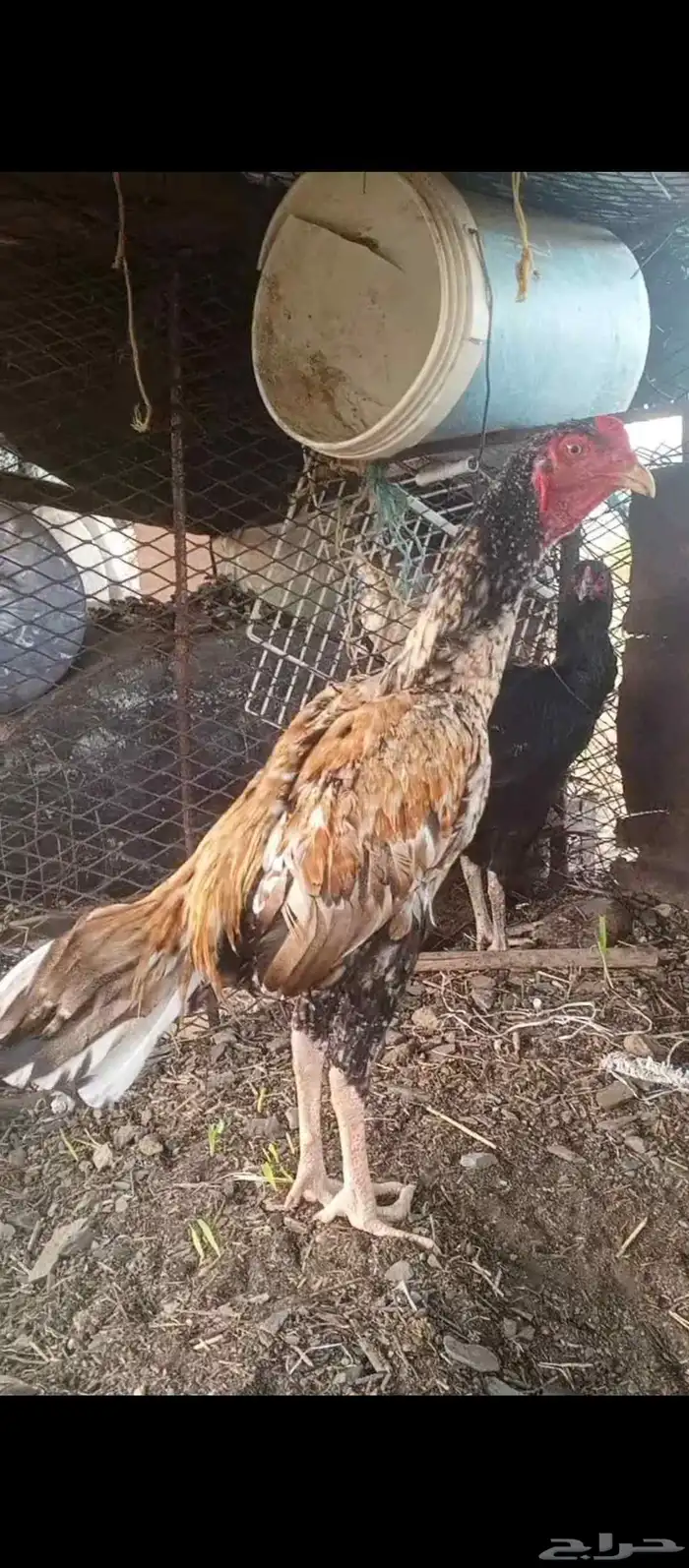 ديك سندي بيور مشجر الموقع محايل 0