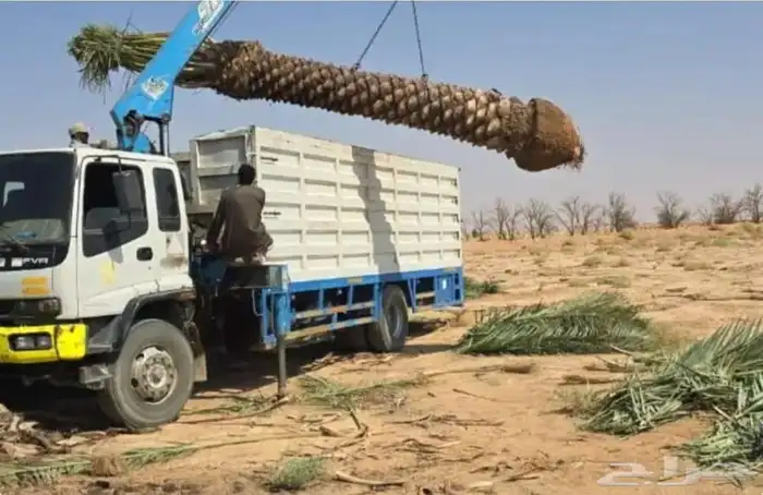 للبيع أنواع النخيل 3