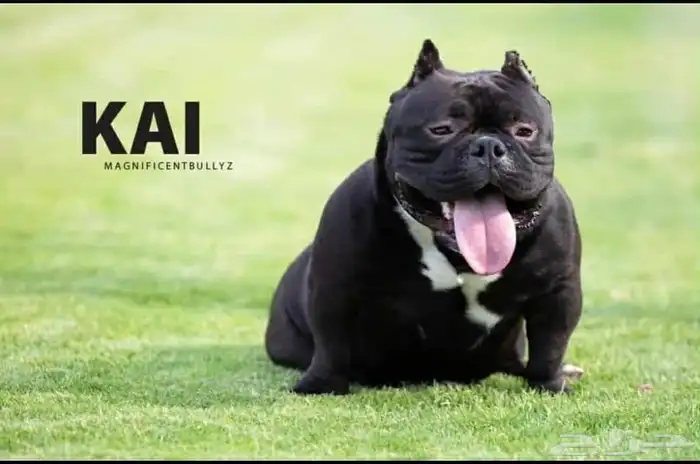 أنثى بولى بوكيت بيتبول 1