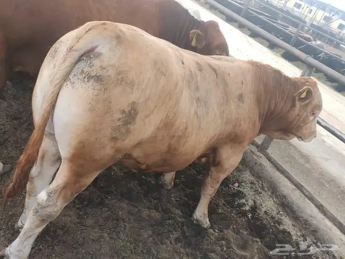 جزار ومندوب توزيع لحوم طازجة 2