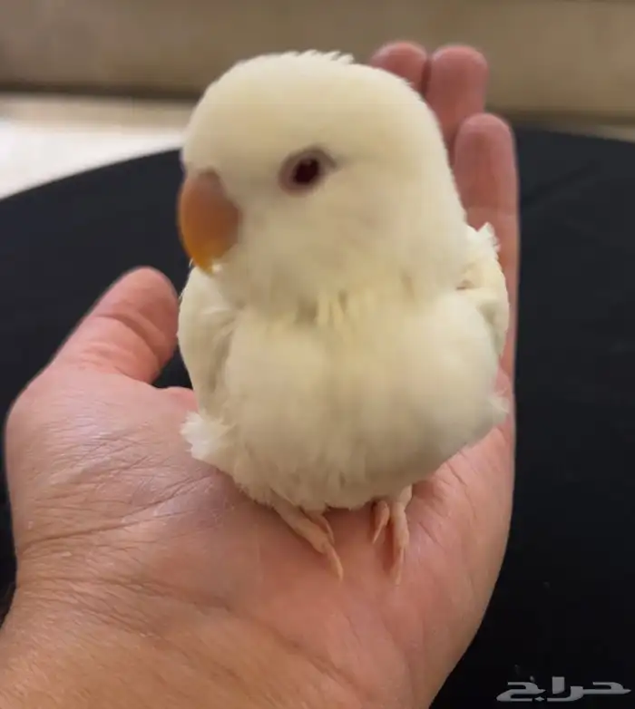 فرخ روز فاخر من الاخر سوبر جانبوا 0