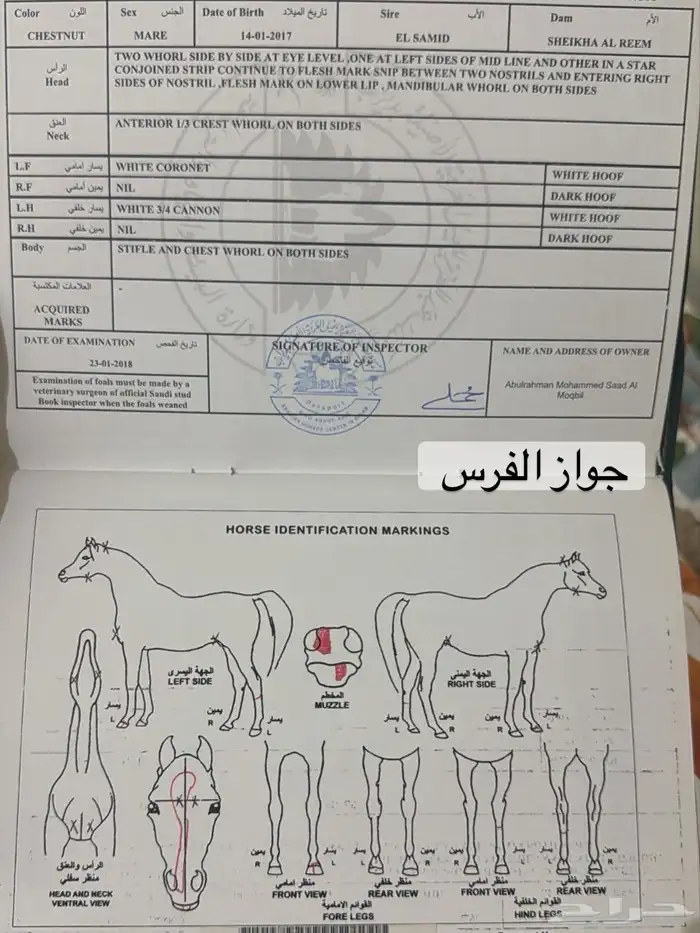 فرس واهو لقاح ثقيل 5