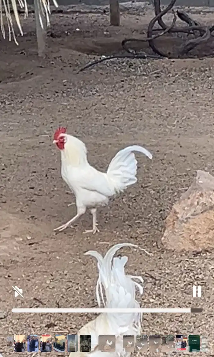 دجاج بلدي 4