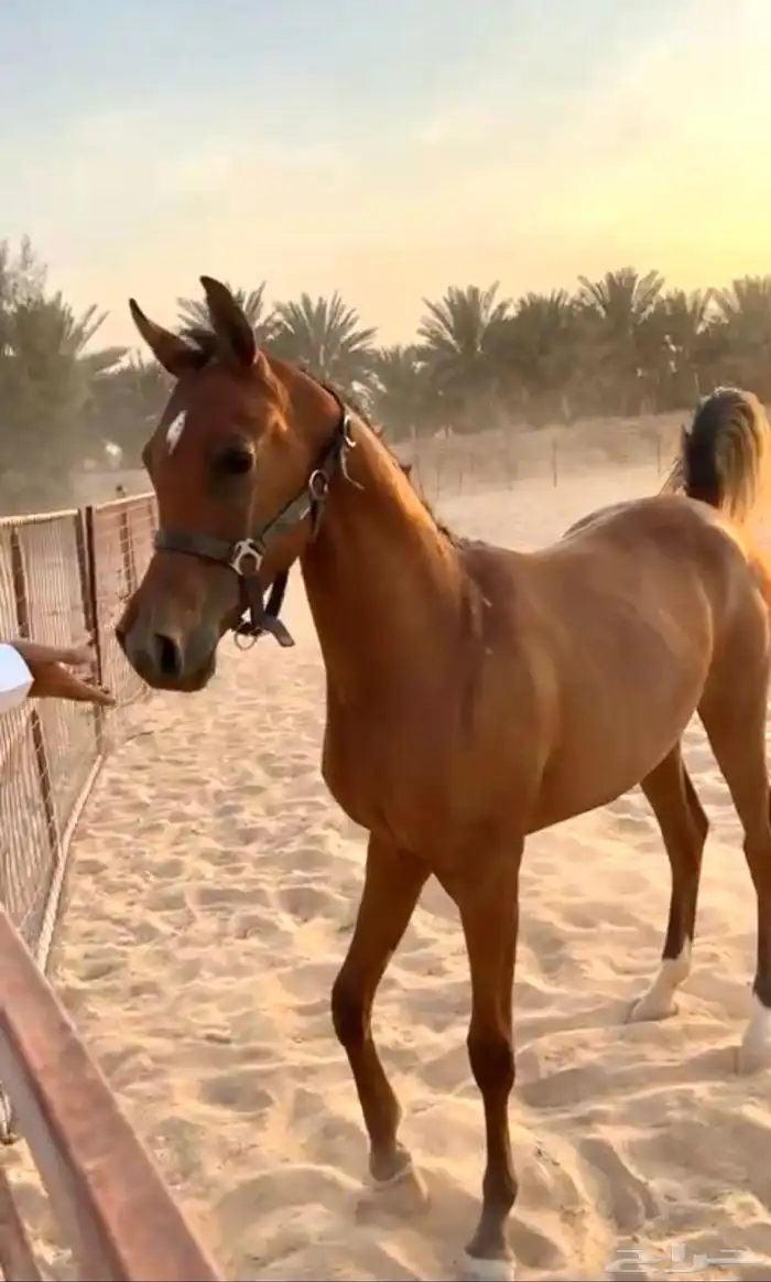 الفحل فيكتور الخالد متاح للتشبيه للواهو و الشعبي 13