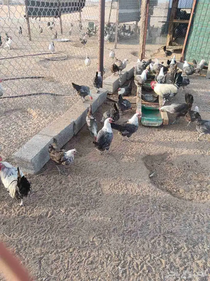 دجاج للبيع 0