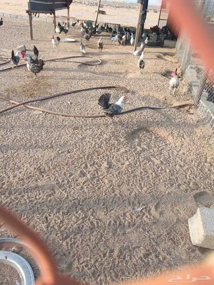 دجاج للبيع 1