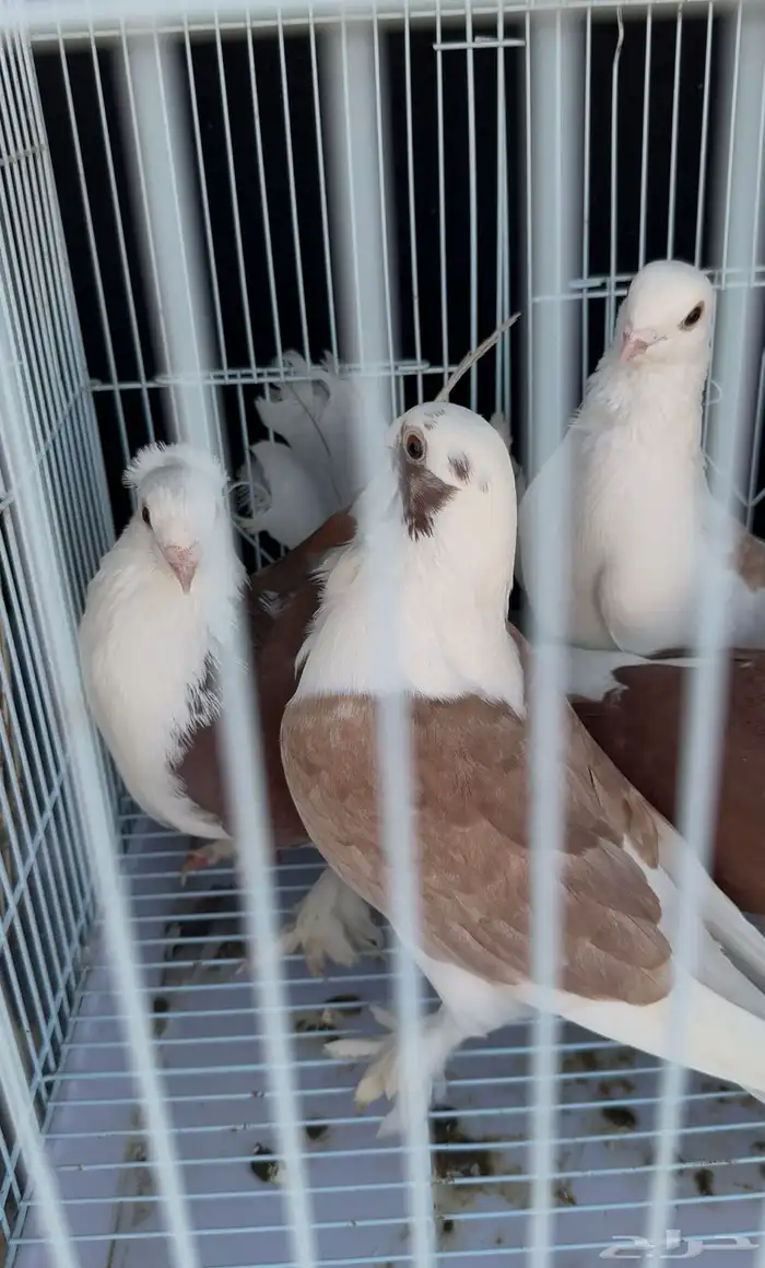 زوج لباني. زوج روماني. زوج هجين ايراني مع روماني 1