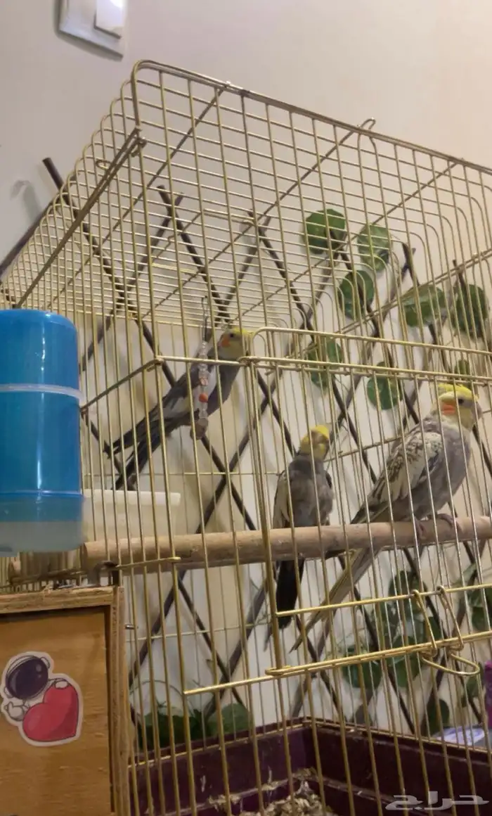 ثلاث طيور كروان للببع 0