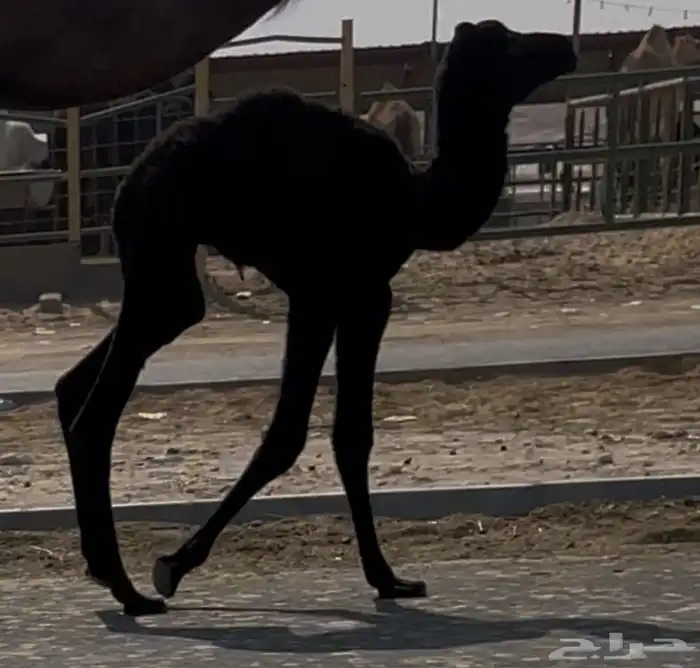 مجهم للبيع خلفه طيبه ثنو تحتها قعود 1