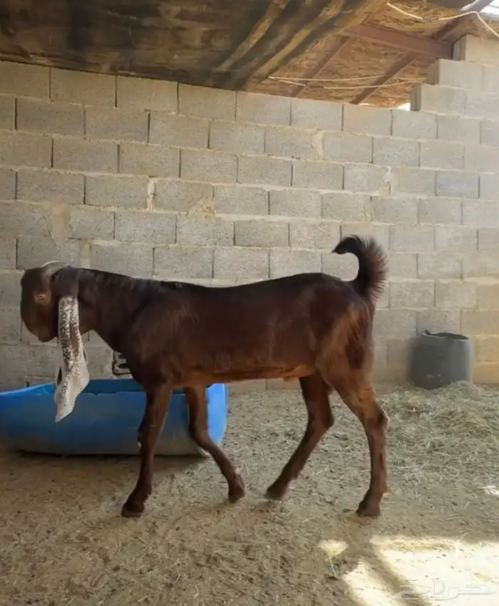 تيس مطور مشروع فحل مطور ادهم 1