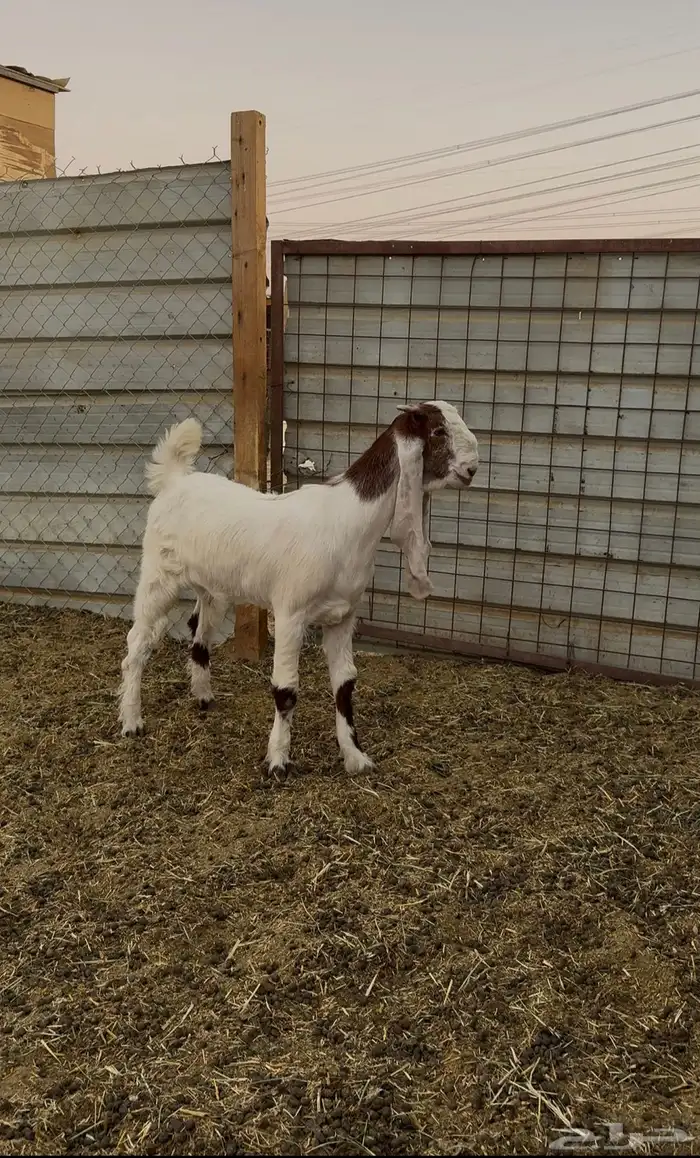 جفره مطوره خصمم 0