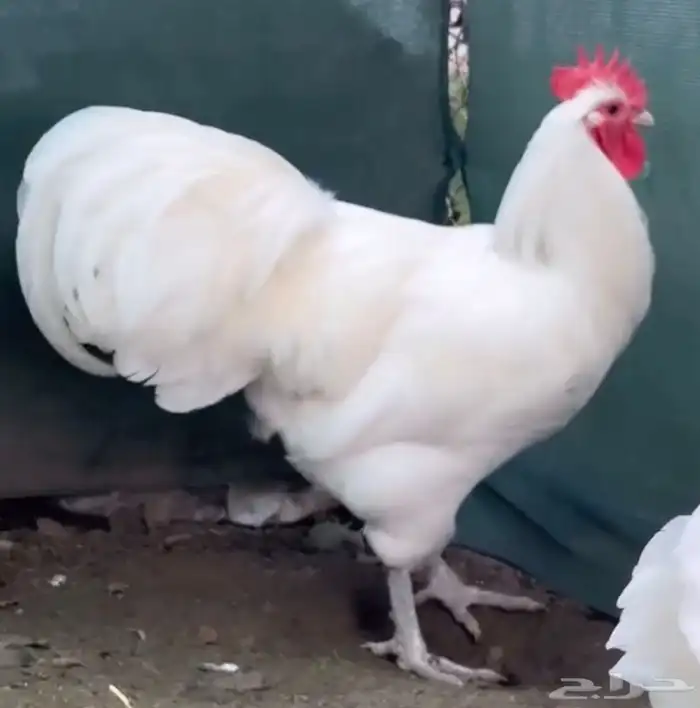 بيض مخصب للتفقيس لسلاله الاسترالورب الالماني العملاق 1