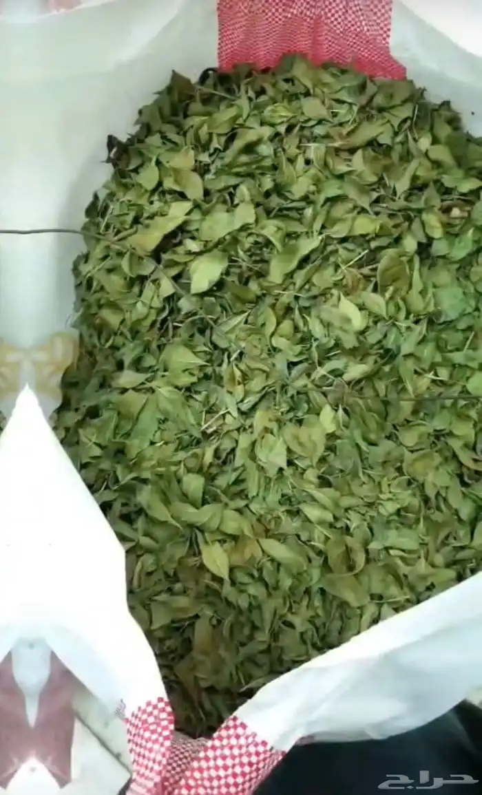 حناء المدينه ب120 0