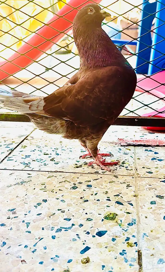 ازواج حمام كنق منتجه بسعر مناسب 3