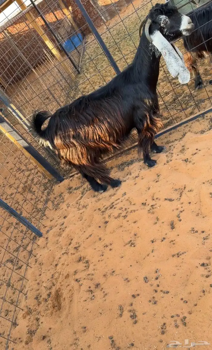 للبيع 6 معزا فواخر دفيع صنف 3