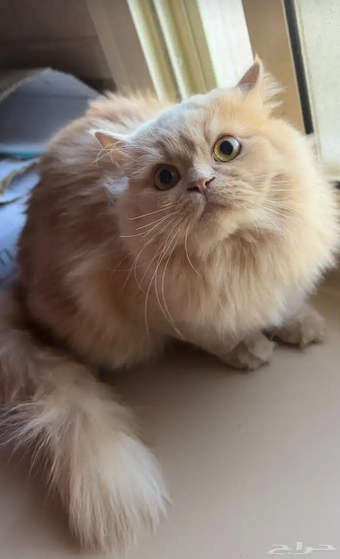 قطط تبني 2