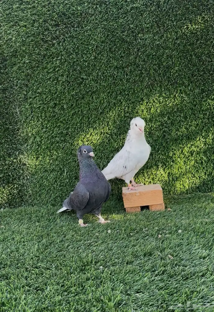 قنادي كوري 6