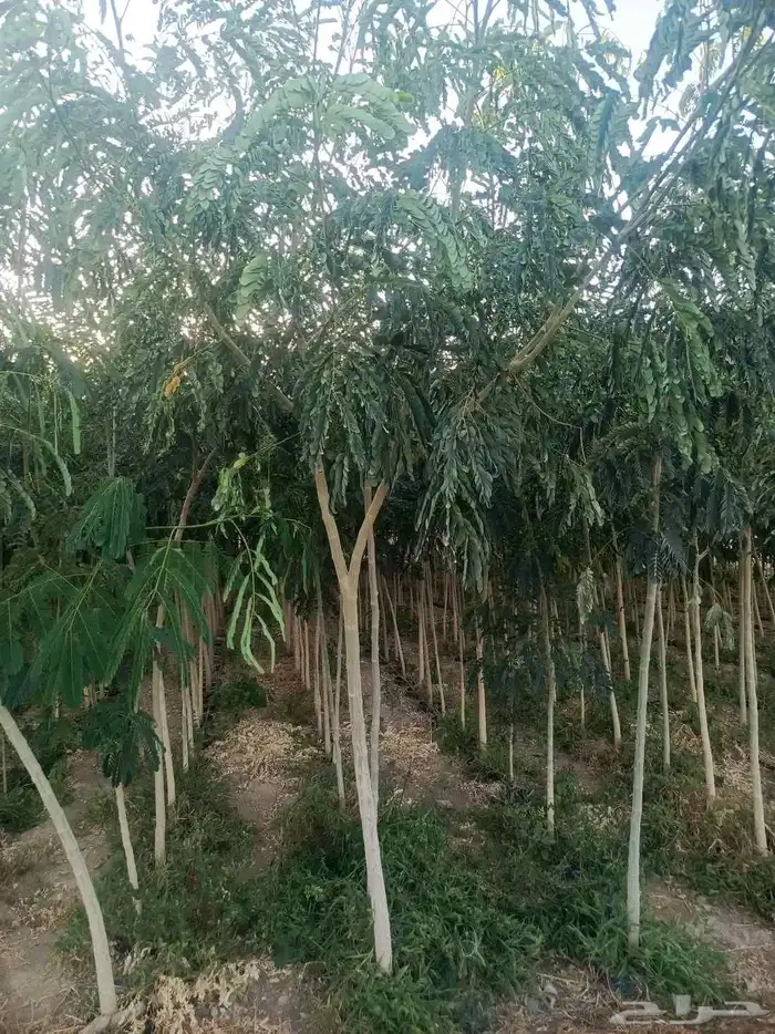 مشتل الجموم الجميع انواع اشجار با الجملة للزراعة 3