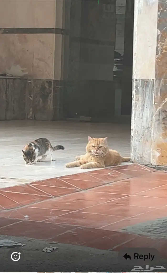 قط ضائع في الواحة تم إيجاده له شهر في الشارع . 0