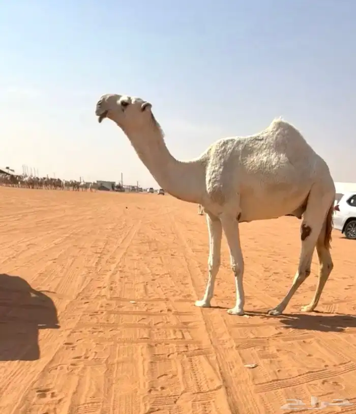 قعود ثني رماني 0