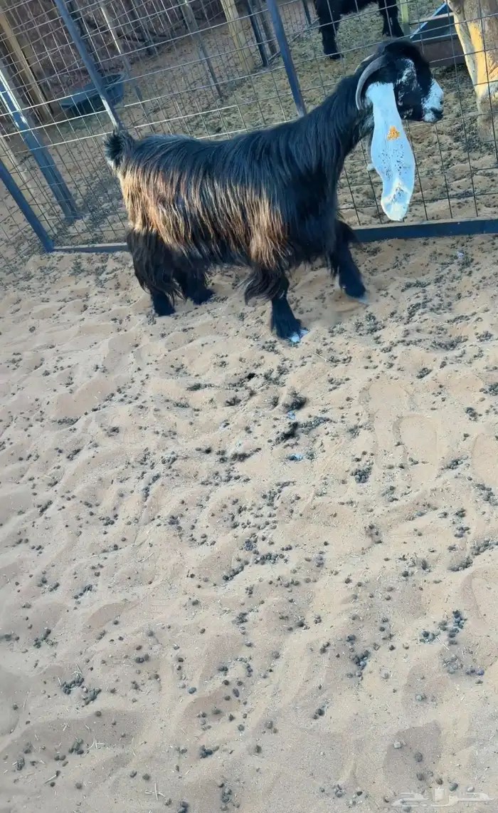 للبيع 6 معزا فواخر دفيع صنف 5