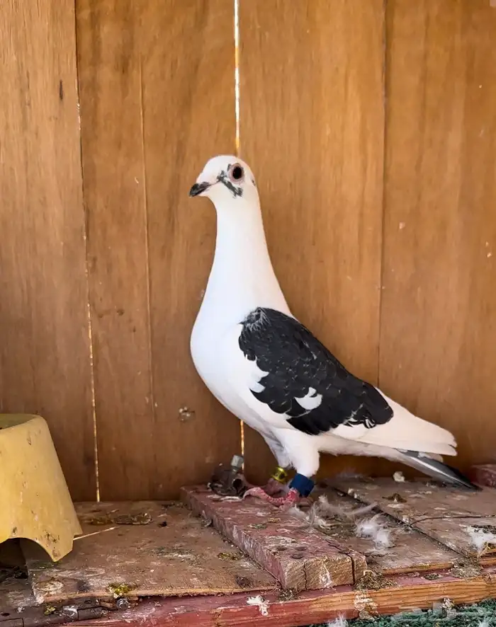 حمام زاجل سباق جان اردن 2