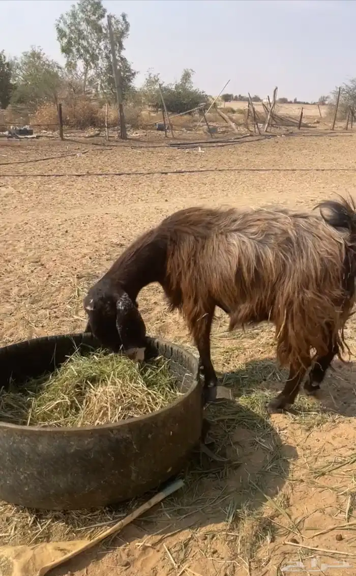 عنز قبرصيه 3