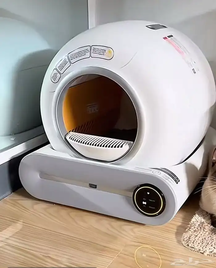 للبيع سكوتش فولد انثى بعمر6 شهور 2