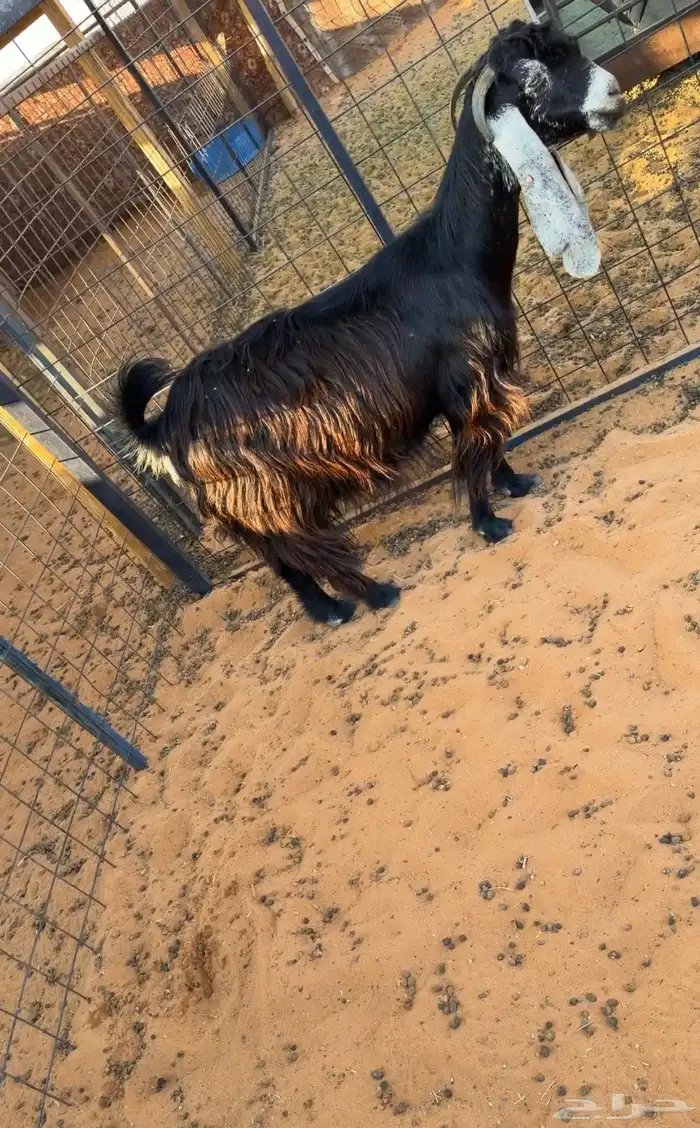 للبيع 6 معزا فواخر دفيع صنف 6