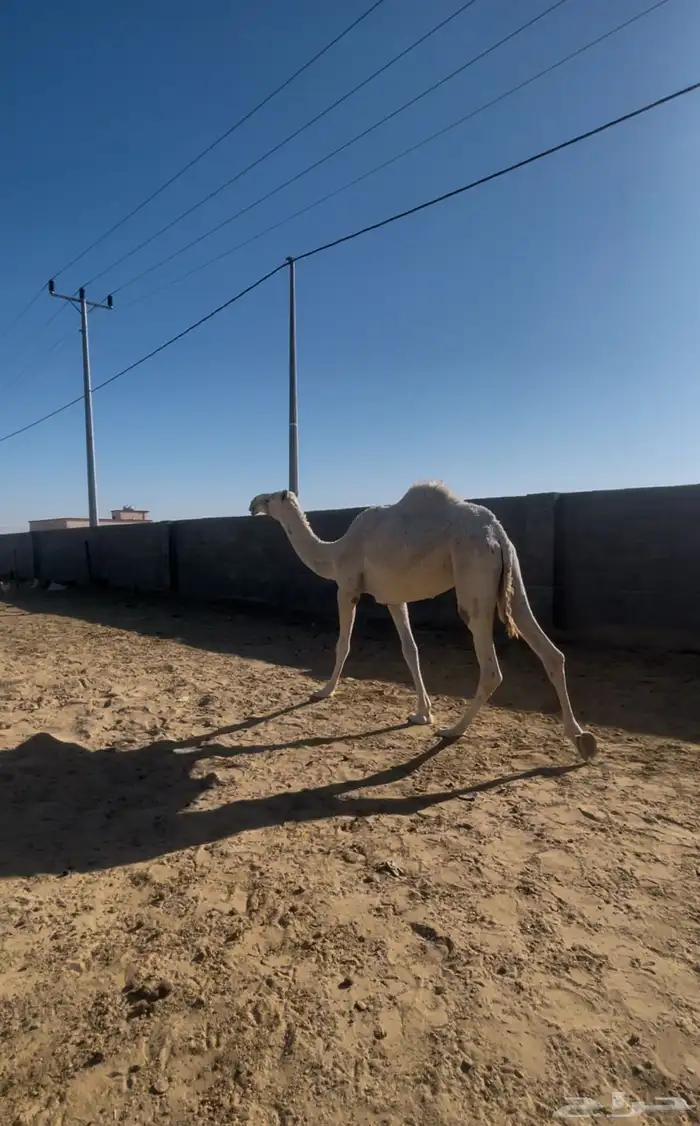 لقيه وضحاء رمانيه 2