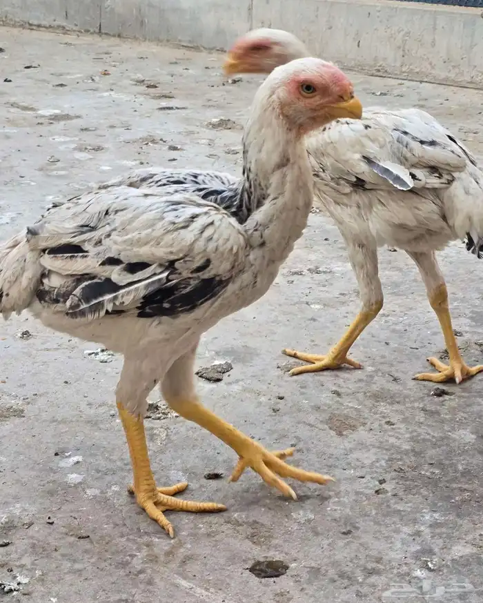 دجاج فارسي (حجازي) مواصفات 2