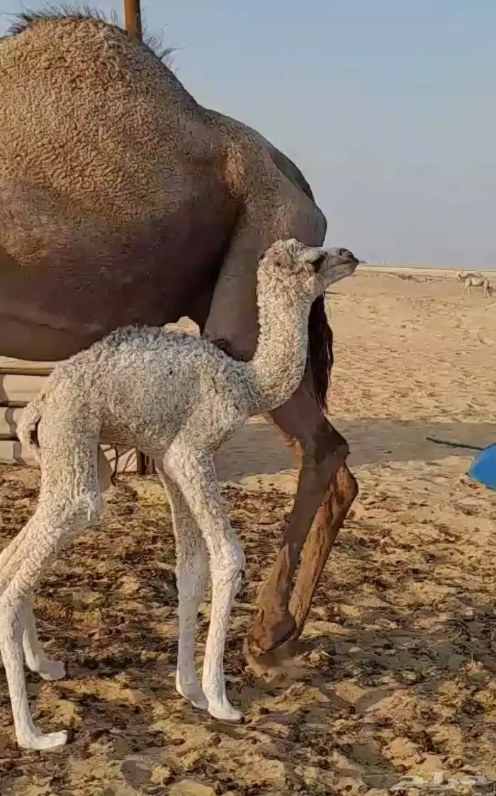 خلفه تحتها بكره وضحى للبيع 1