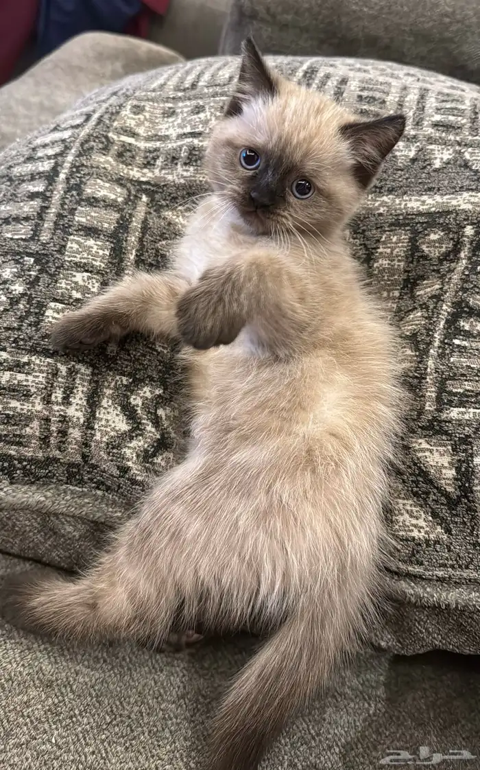 قطة مع كل مستلزمتها في رياض سليمانية 0