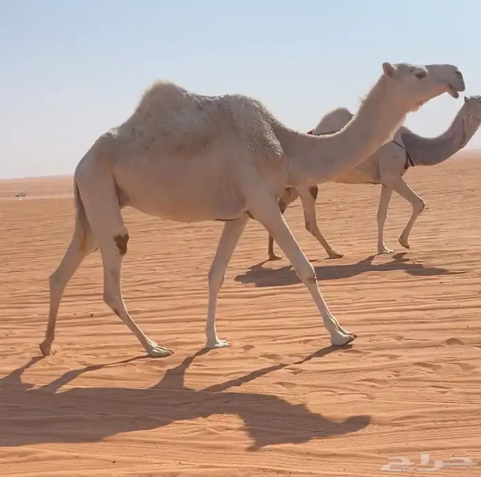 ملاقي بتلد 1