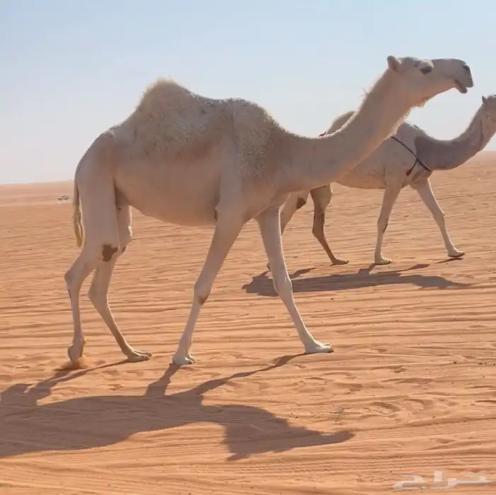 ملاقي بتلد 0