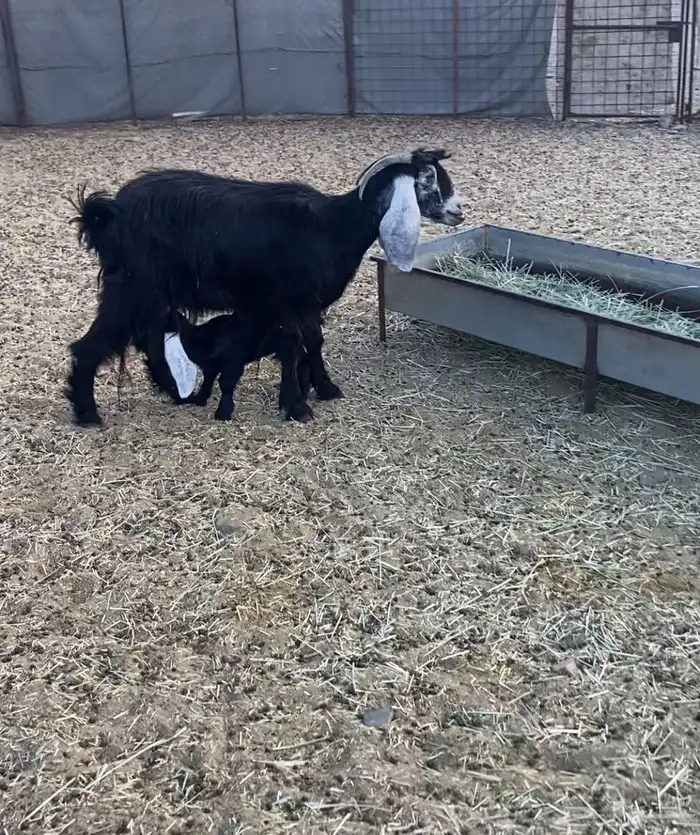 عنزين خلفات تامات 1